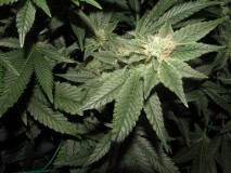 37days bloom (10)