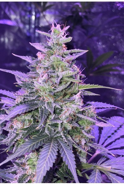amnesia-autoflower