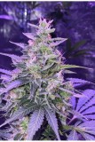 amnesia-autoflower