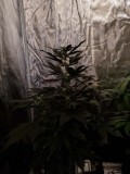IMG_20190823_123042