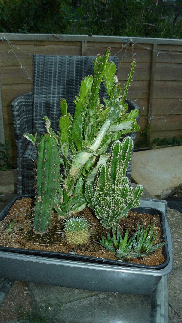 drobes cacti etc 074