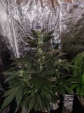 IMG_20190823_123100