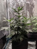 IMG_20190823_173742