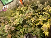 day56right