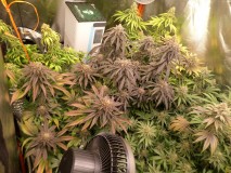 day56left