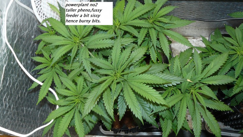 drobes 23 6 23 004