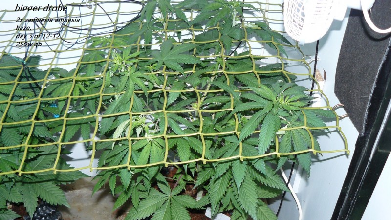 drobes 23 6 23 009