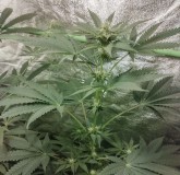 b1