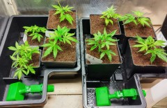 veg