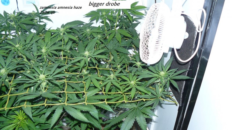 drobes 03 07 23 001
