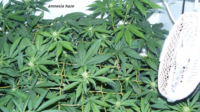 drobes 03 07 23 003