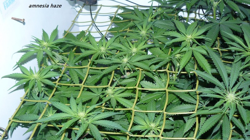 drobes 03 07 23 004