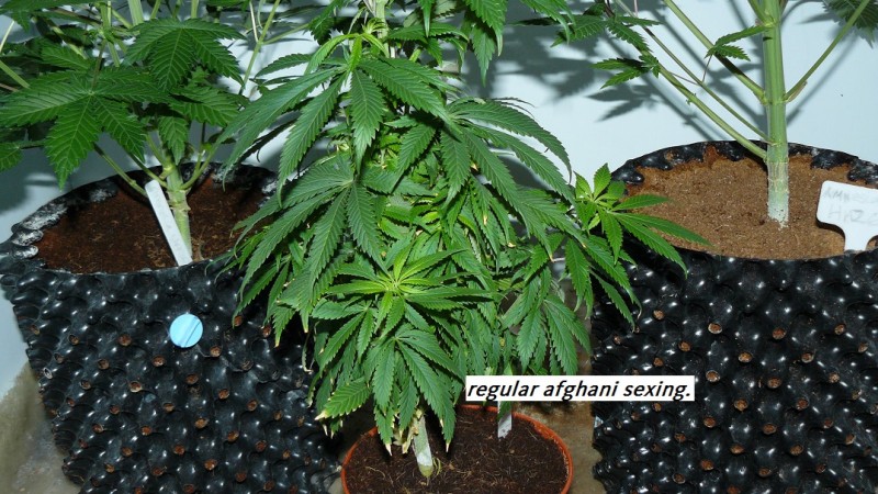 drobes 03 07 23 007