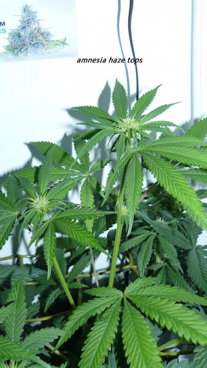 drobes 03 07 23 009