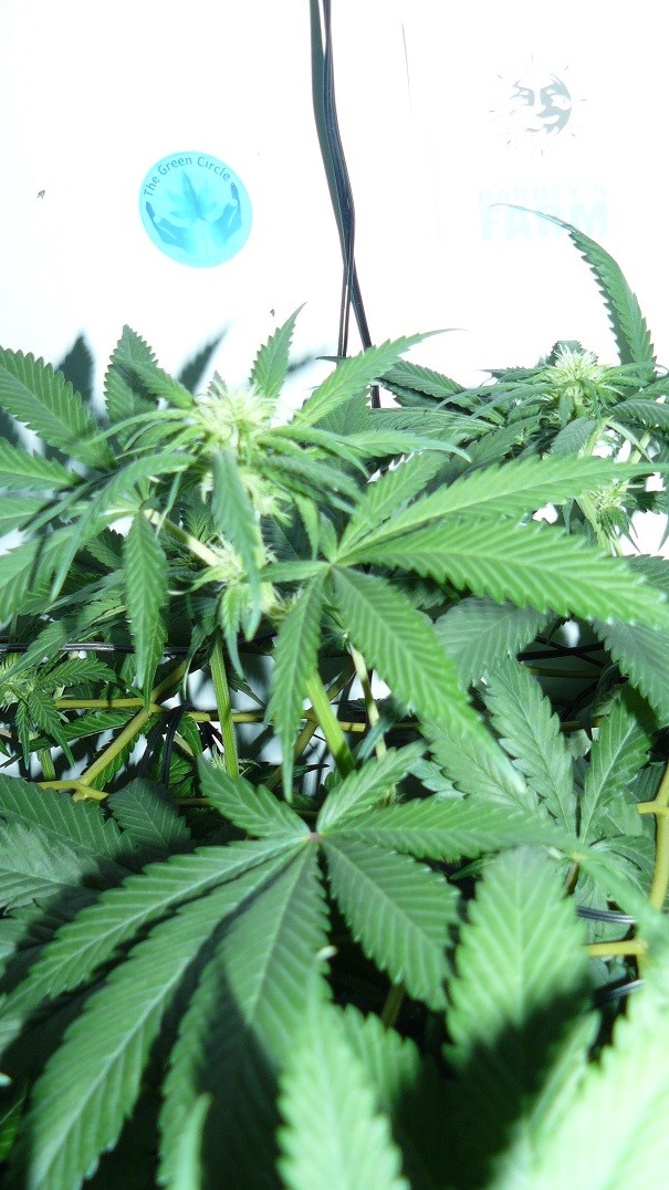 drobes 03 07 23 010