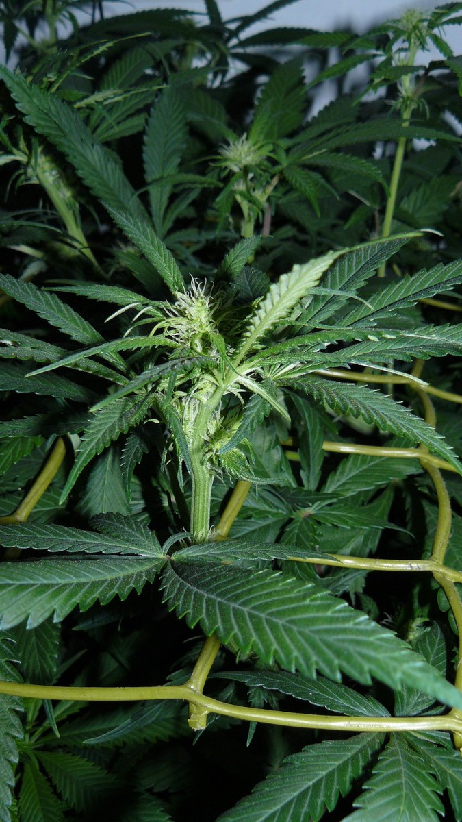 drobes 03 07 23 011