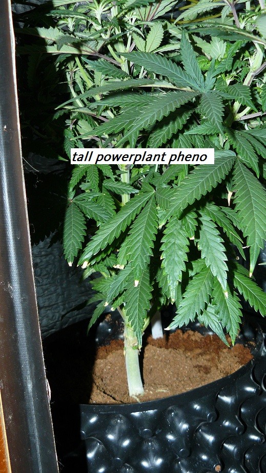 drobes 03 07 23 032