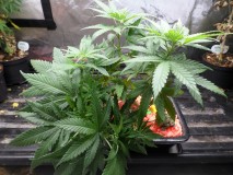 SAM_3622