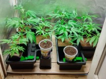 veg
