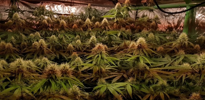 Glueberry OG by Dutch Passion