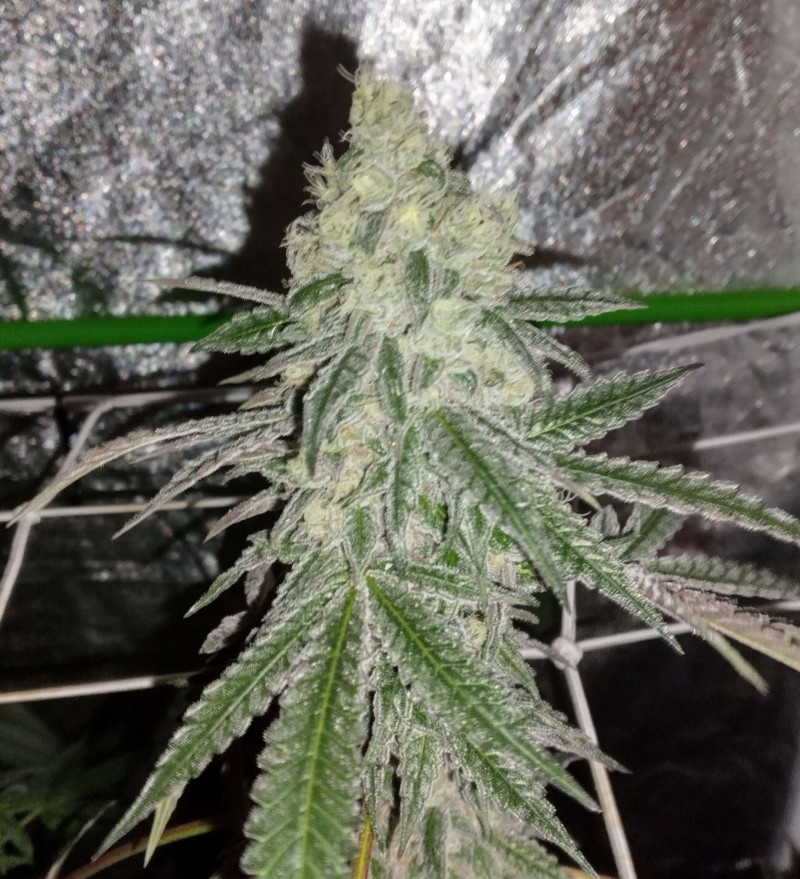 b2