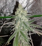 b2