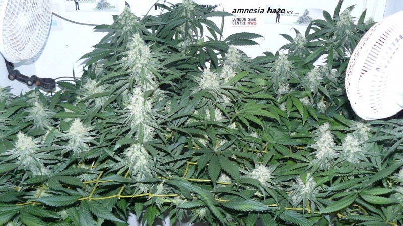 drobes 22 7 23 007