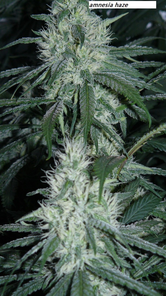 drobes 22 7 23 011