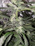 IMG_20190829_164824