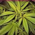 Zinc deficiency Cannabis