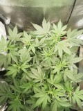 IMG_20230730_171131