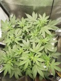 IMG_20230731_092300