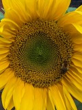 PXL_20230729_115017027