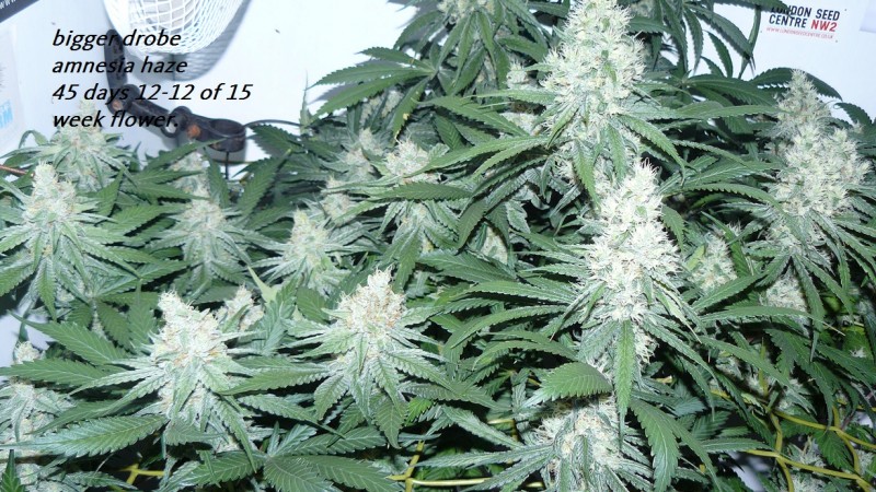 drobes 010823 001