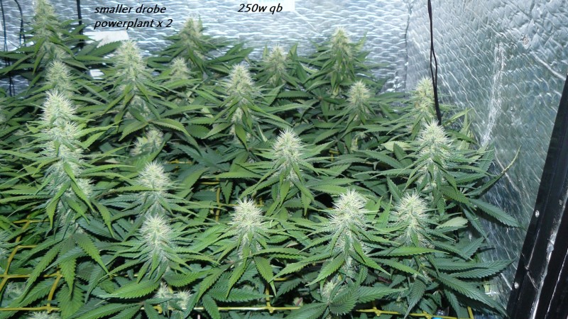 drobes 010823 020