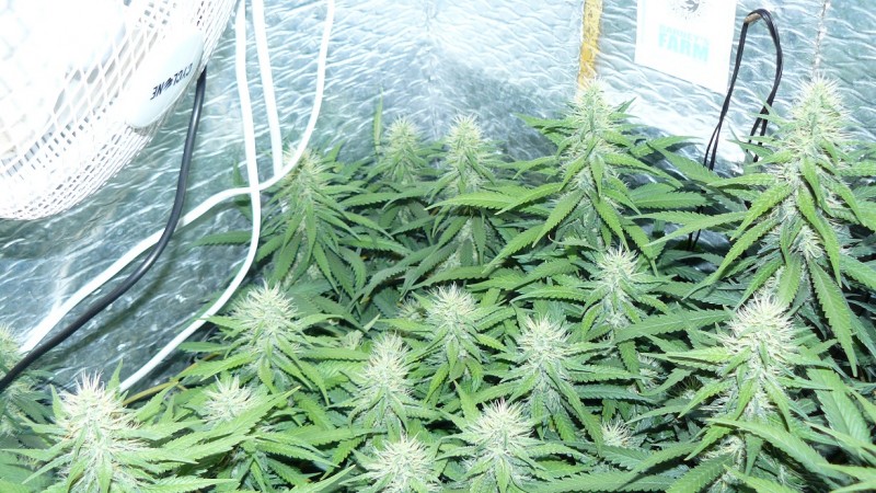 drobes 010823 021