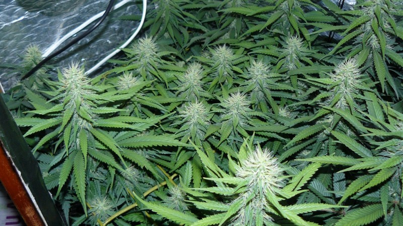 drobes 010823 022