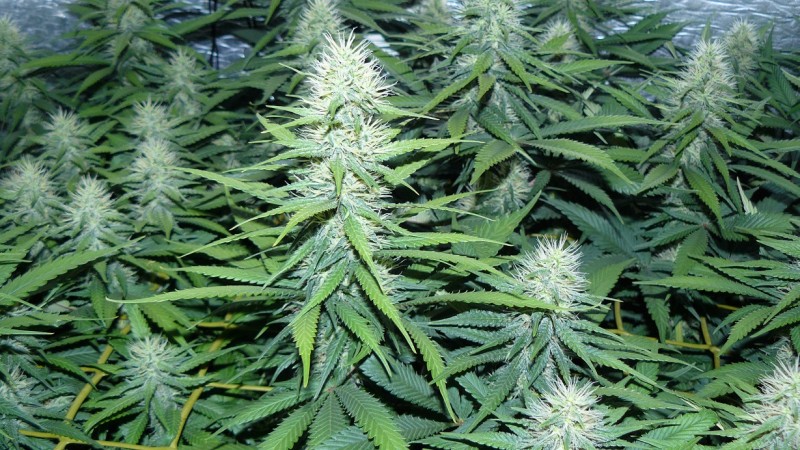 drobes 010823 025