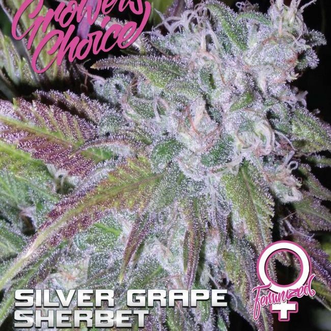 silver-grape-sherbet-feminized