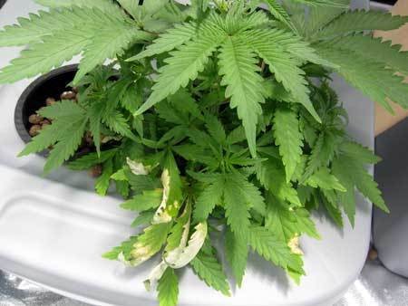 Root rot in Cannabis hydro dwc rdwc nft ebb and flow wilma recirculating systems and soil