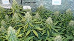 drobes 09 08 23 002