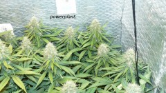 drobes 09 08 23 003