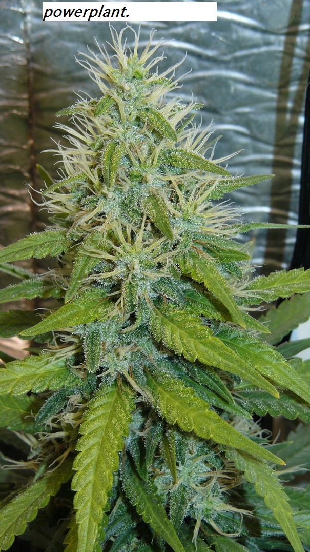 drobes 09 08 23 009