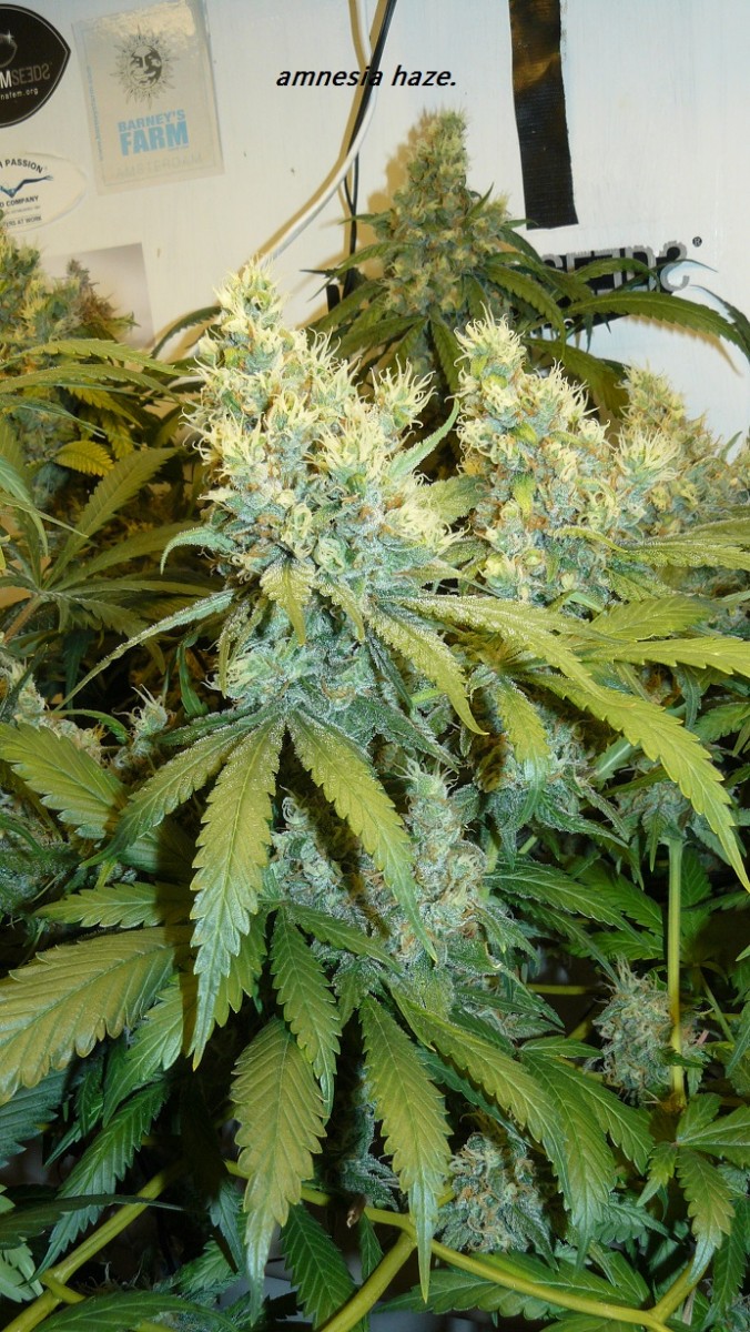 drobes 09 08 23 033