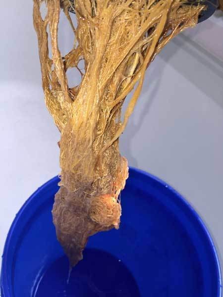 Root rot in Cannabis hydro dwc rdwc nft ebb and flow wilma recirculating systems and soil