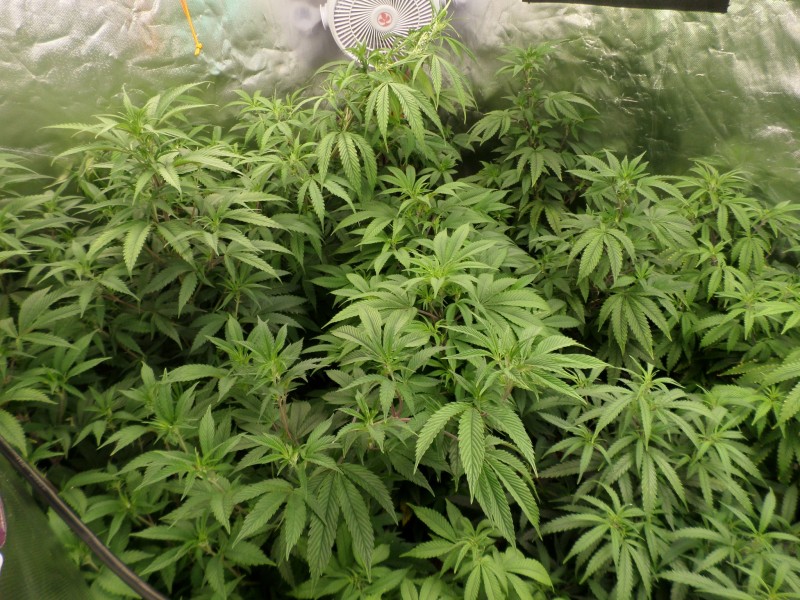 SAM_3687