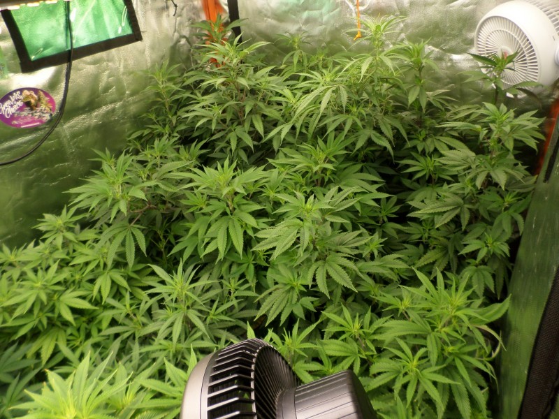 day5right