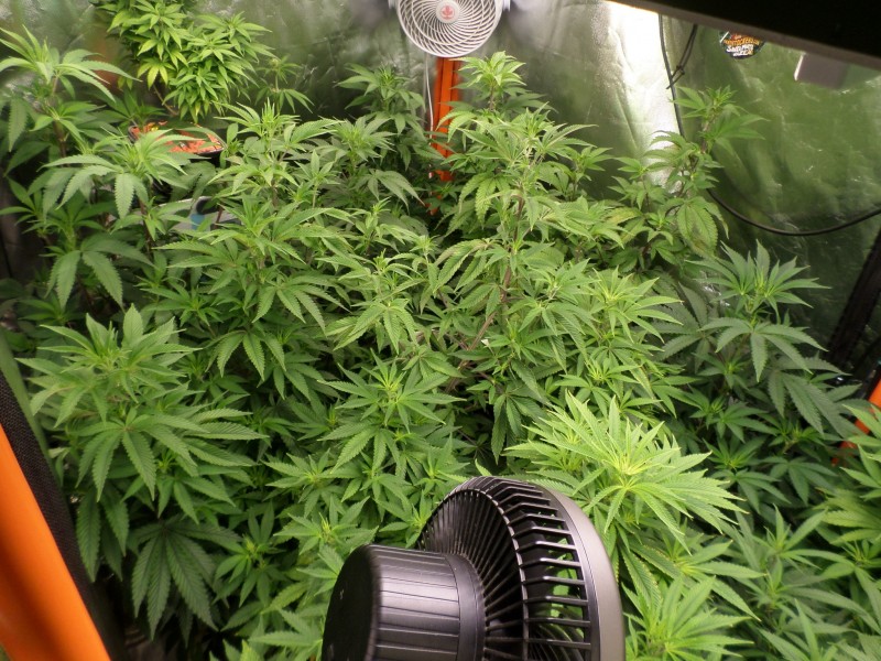 day5left