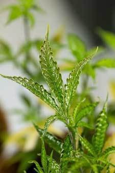 cannabis-broad-mite-damage-leaves-discovered-shiny-edges-up-sm