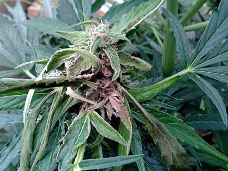 spot-bud-rot-cannabis